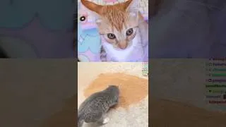 Thumbnail: Cat Reacts to Cat Videos