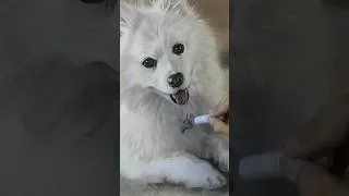 Thumbnail: White Spitz Dog in Soft Pastel