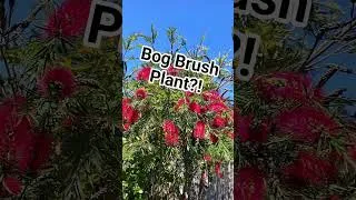 Thumbnail: What is this?! Bog Brush plant?! #gardening #garden #plants #shorts #shortvideo