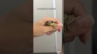 Thumbnail: I Got A SURPRISE FROG From An IKEA Houseplant 😳 #frog #frogs #pets #surprise #animals
