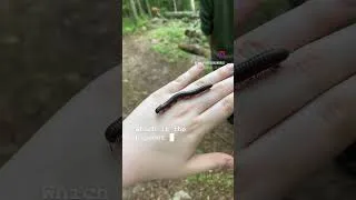 Thumbnail: Check out this GIANT MILLIPEDE!