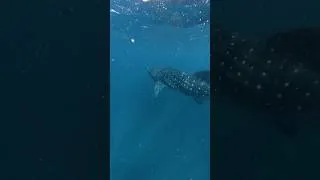 Thumbnail: Diving with the biggest fish in the SEA! Full vlog coming soon 🩵