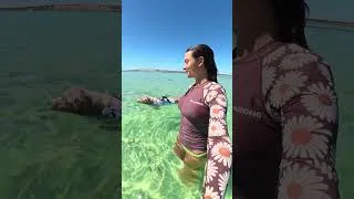 Thumbnail: SHARKS in shark bay!