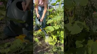 Thumbnail: Nematodes in the garden! #gardening #allotmentgardening #allotmentlife