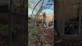 Thumbnail: A November morning on the allotment plot #allotment #wintergardening