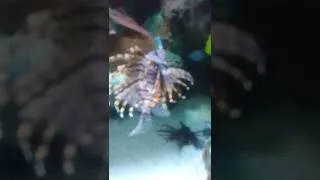 Thumbnail: smug fish