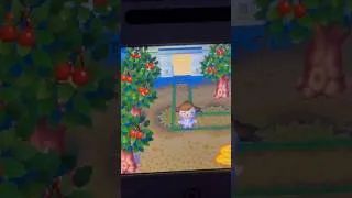 Thumbnail: 🍒 taking a stroll in animal crossing wild world (asmr) #animalcrossing #animalcrossingwildworld