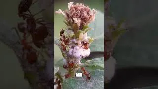 Thumbnail: Tiny Ants Herd Aphids #ants #insects