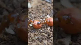 Thumbnail: Tiny Ants, Big Teamwork #ants #insects