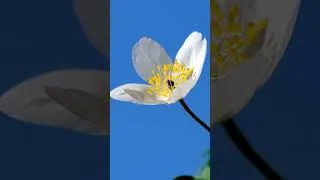 Thumbnail: Lovely quotes | सके पुरा गरौंला नसके चाहाना घटाउँला