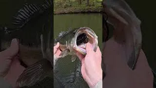 Thumbnail: Can Small Lures Catch Big 🐟?