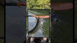 Thumbnail: Have you ever seen a musky do this??