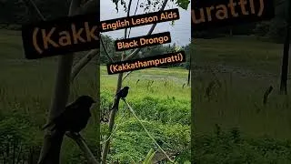 Thumbnail: Black Drongo #englishlessonaids