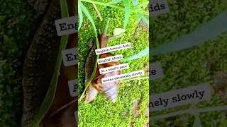 Thumbnail: At a snail's pace #englishlessonaids #english