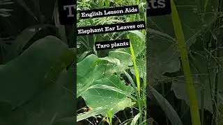 Thumbnail: Elephant Ear Leaves