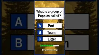 Thumbnail: General Knowledge Quiz: #shorts #shortsfeed #ytshorts #shortsbeta #quiz #youtubeshorts #gk