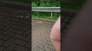 Thumbnail: having a McDonald's with a fox cub