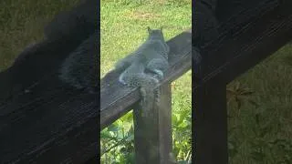 Thumbnail: Squirrel life