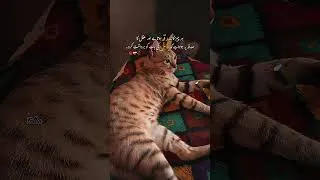 Thumbnail: It's true 💯💯💯💯 #trending #viralvideo #shortvideo #cat
