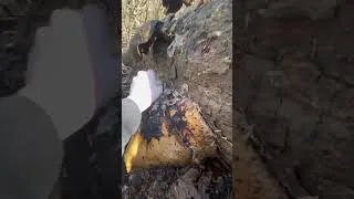 Thumbnail: Pheasant back mushrooms past their due date
