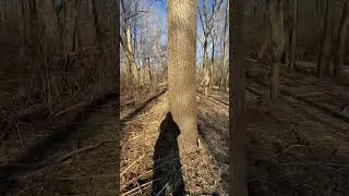 Thumbnail: The shape and form of oaks in winter