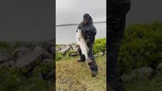 Thumbnail: Big Fish always Bite in The Rain #fishing