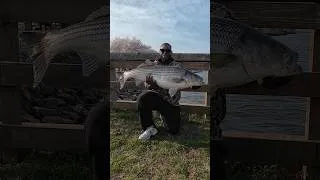 Thumbnail: Big Bait catches Big Fish #fishing