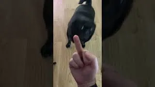 Thumbnail: How to piss off your dog