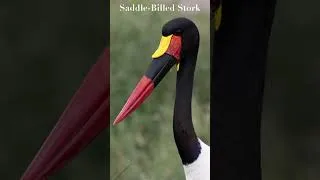Thumbnail: “From Raw to Wild | Wildlife Photo Enhancements”