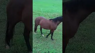Thumbnail: Just a little desensitizing 😂🐴 #farmlife #farmdiaries