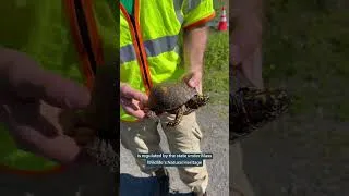 Thumbnail: Protecting Biodiversity at Turtlepalooza