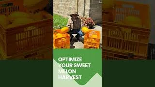 Thumbnail: YELLOW CANARY F1 – Kenya’s Golden Sweet Melon for Profit!