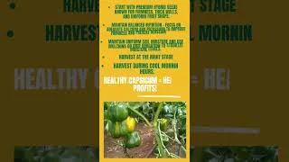 Thumbnail: 💛 Go JUU with our  JUU F1 Yellow Capsicum Seeds! 🫑