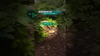 Thumbnail: Why Did This Wild Fox Take Only the Plate? 🦊😂 #fox #funny #funnyshorts #shorts