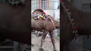 Thumbnail: Majestic Camels You Must See #camel #majestic #beautiful #eid #shorts
