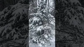 Thumbnail: Snow Storm 2025 - Tennessee