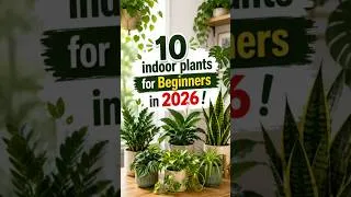 Thumbnail: 10 Houseplants That Grow Like CRAZY Without Effort | Everything About Plants !