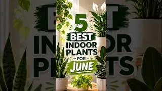 Thumbnail: 5 Indoor Plants That Will Bring Life to Your Home This June