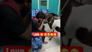 Thumbnail: Love ❤️ 💯🥰😢😢 #animallovers #goat #love #sad #trueline #asmr
