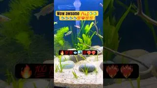 Thumbnail: 🥰🥰🔥🔥#aquarium 💯❤️‍🔥💯🏞️🐟🐟 #fishtank #naturelovers #asmr #aquarium