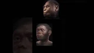 Thumbnail: How many human species #survival #history #neanderthal #artwork #ancienthistory #evolution #genetics