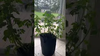 Thumbnail: Potato… as a house plant? #smallhomestead #frugalliving #growyourownfood