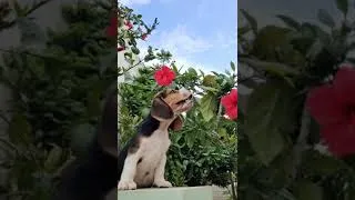 Thumbnail: Cute dog#beagle#cost 20k#exoticpets.