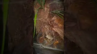 Thumbnail: All my GOLIATH BIRDEATER SPIDERS are MAD HUNGRY!!!