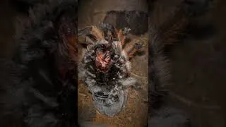 Thumbnail: Poor baby 😦 What happened to my Tarantula's Fangs???