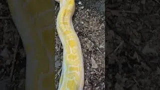 Thumbnail: Big Snake - BIG Enclosure #reptiles #python