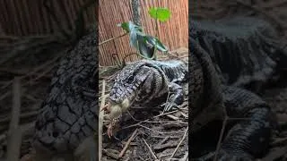 Thumbnail: Feeding My 20 Year Old Black And White Tegu 😊