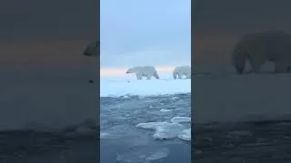 Thumbnail: Polar bear cub, doing his best to keep up | polar bears Kaktovik 2027 #polarbears #anwr