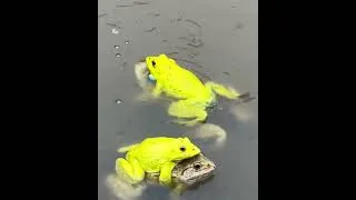 Thumbnail: Bull Frog Turned Yellow in their Mating Season #bullfrogs #animal #mating