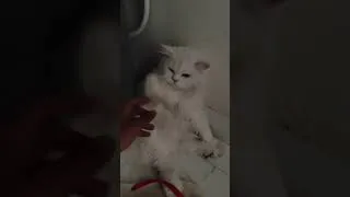 Thumbnail: OC Visited relatives and got to play with her ❤️